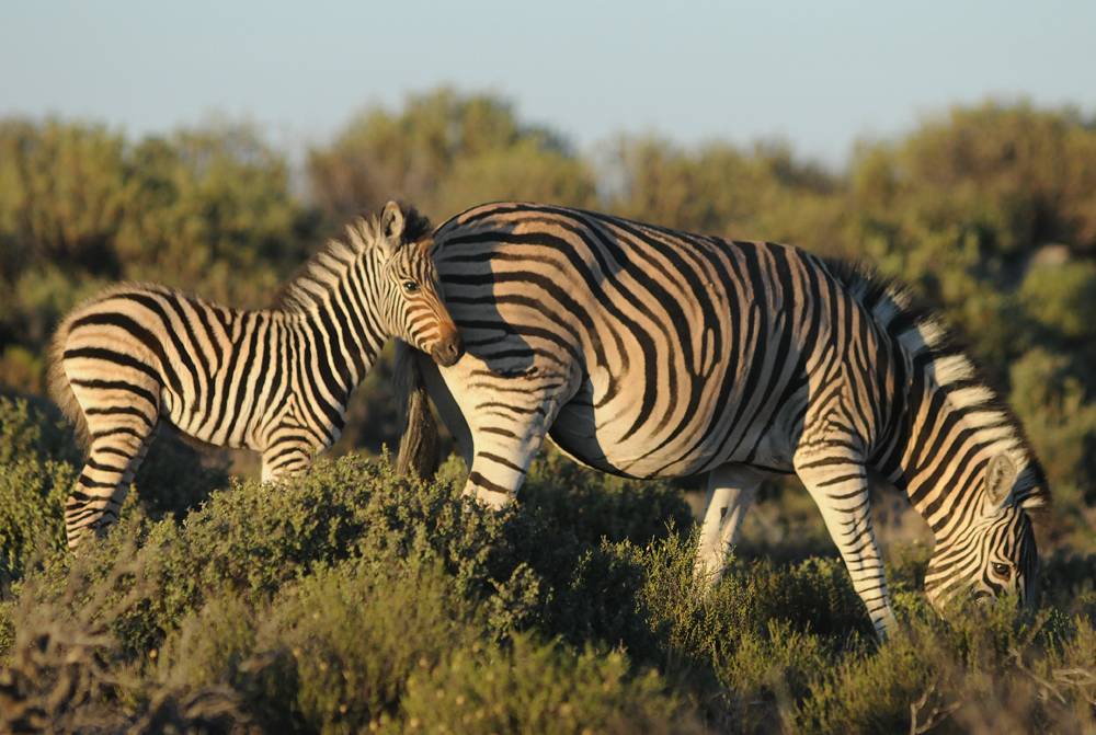a zebra and her foal