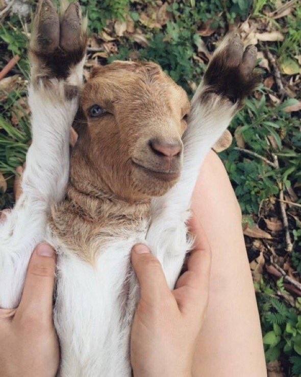 goat hands up