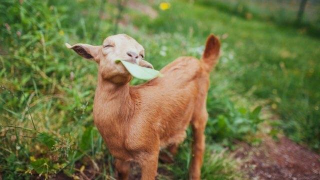 goat with a leaf