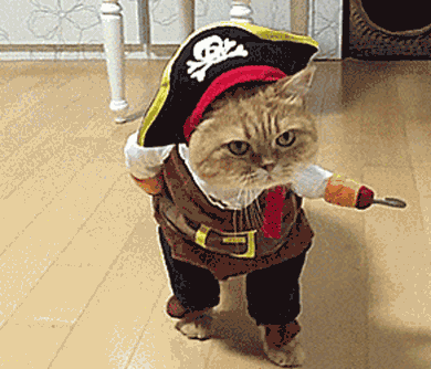 cat pirate costume