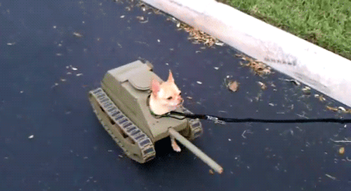 tiny tank dog