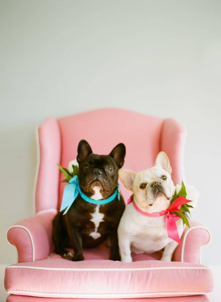 dogs marriage