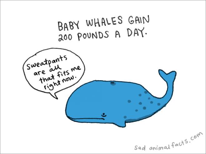 whale sad fact