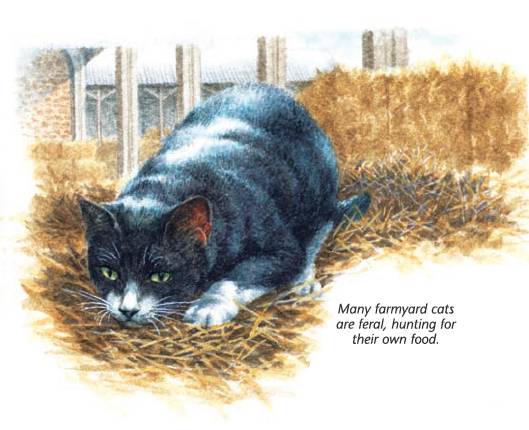 feral farm cat