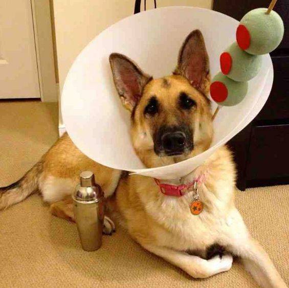 Dog martini costume