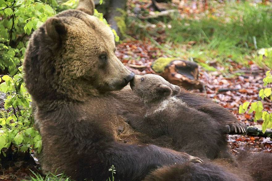 cute bear cubs