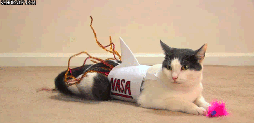NASA cat costume