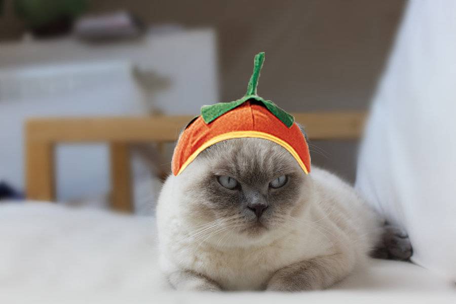 halloween pumpkin cat