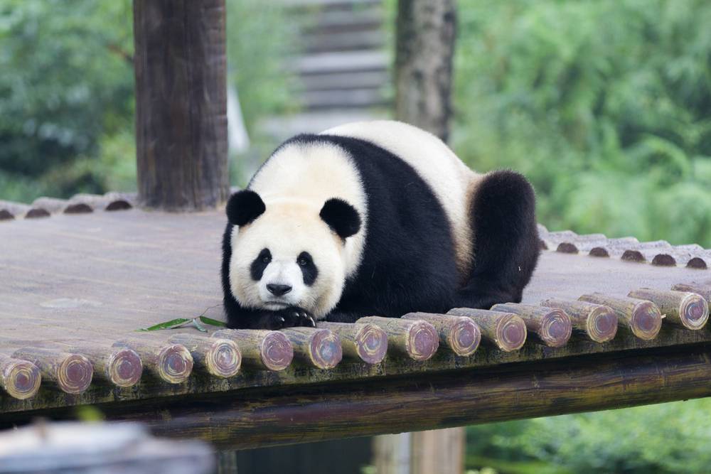 pandas are no longer endangered 2016