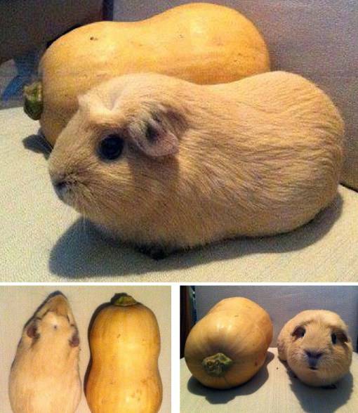 guinea pig butternut squash