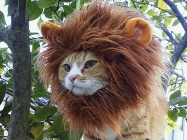 Cat Lion