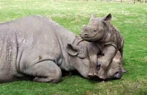 rhino dad