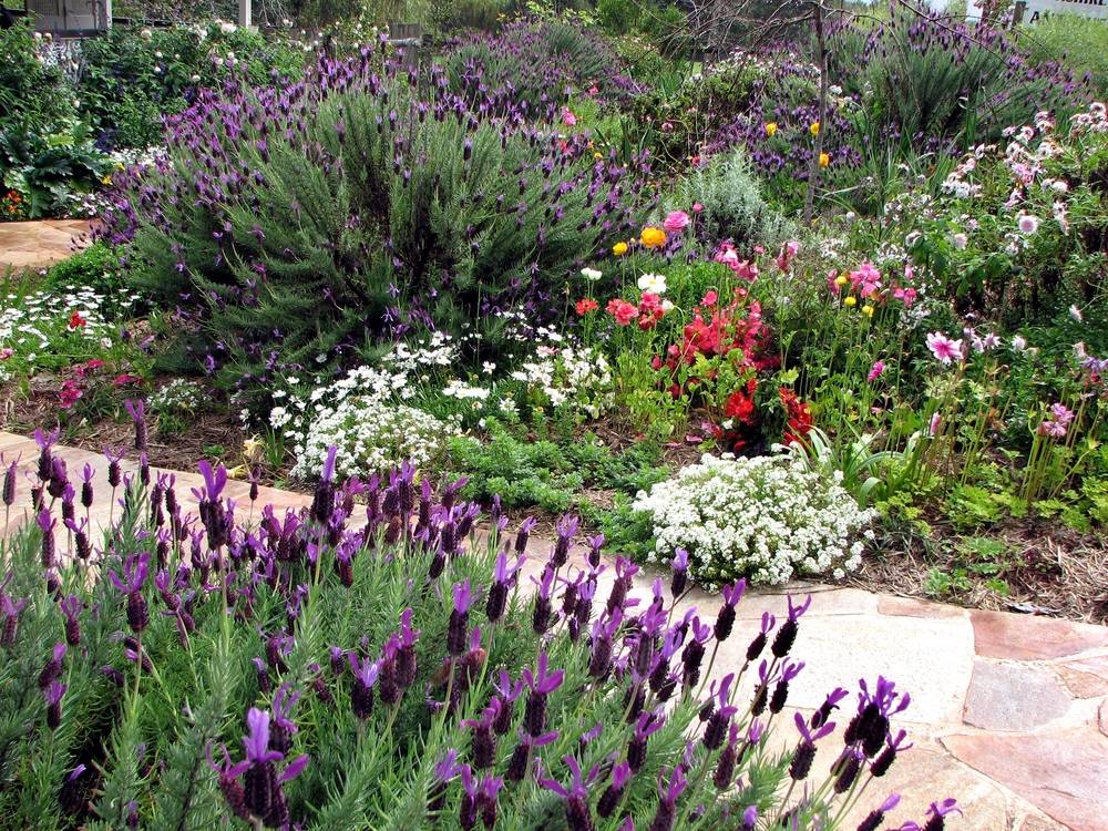 Garden with lavender hedges