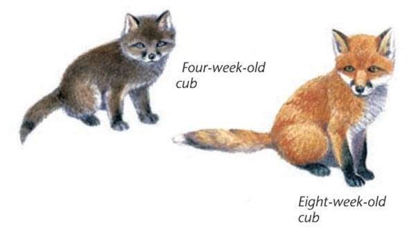 Fox cubs growing up