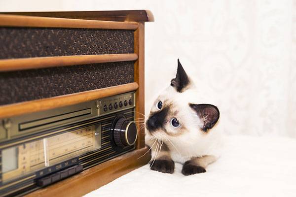 cat radio