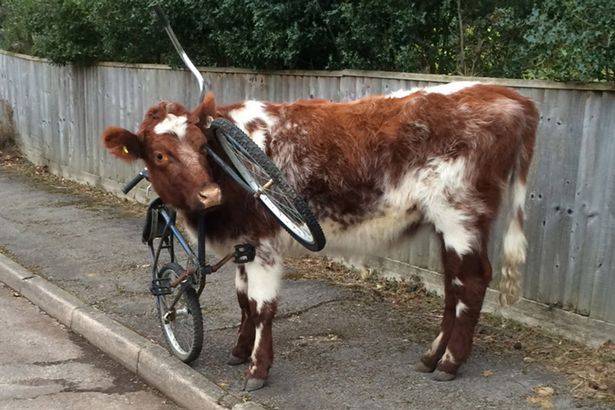 Cow bike