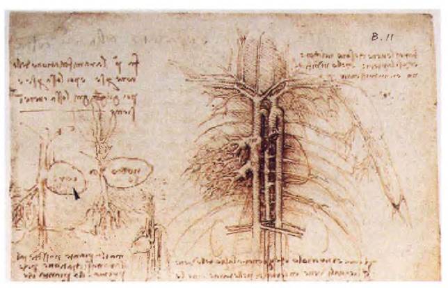 Da Vinci's vascular tree