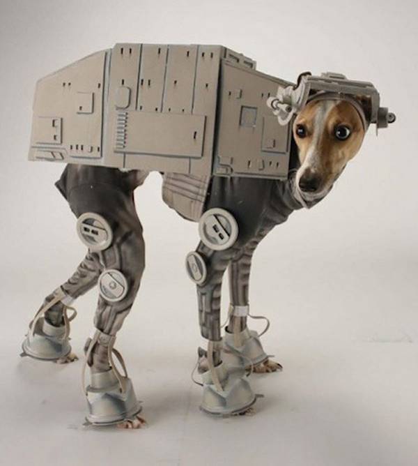 Star Wars Dog