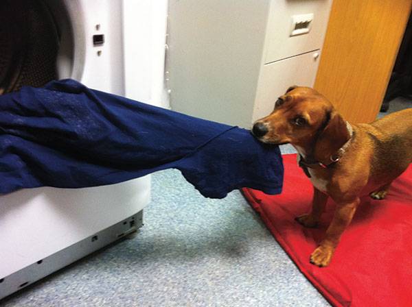 Brainy Dog Flo learning to retrieve the laundry