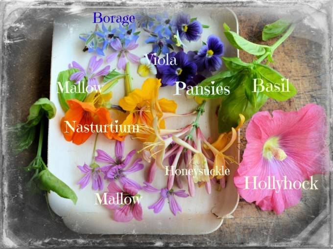 10 Fragrant Edible Flower Recipes Reader S Digest