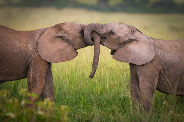 elephant love