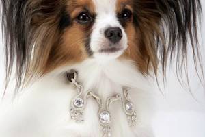 expensive dog collar with diamonds