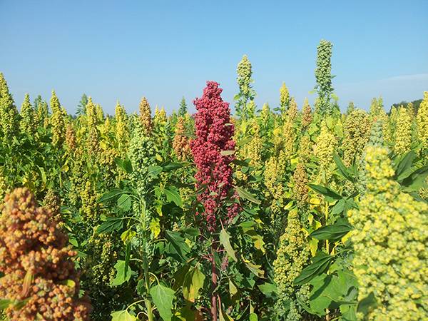Farming quinoa