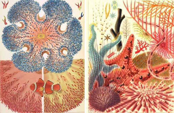 Detail from Saville-Kent's 'The Great Barrier Reef'