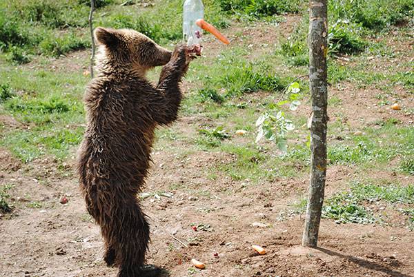 A free bear in Kosovo