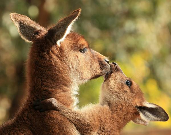 kangaroo love