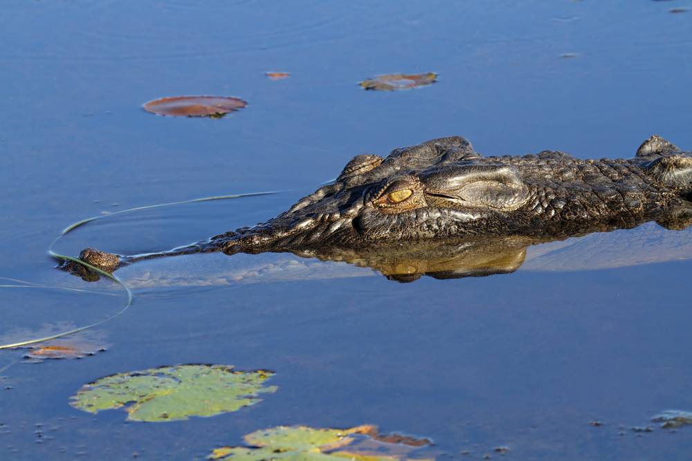 large saltwater crocodile