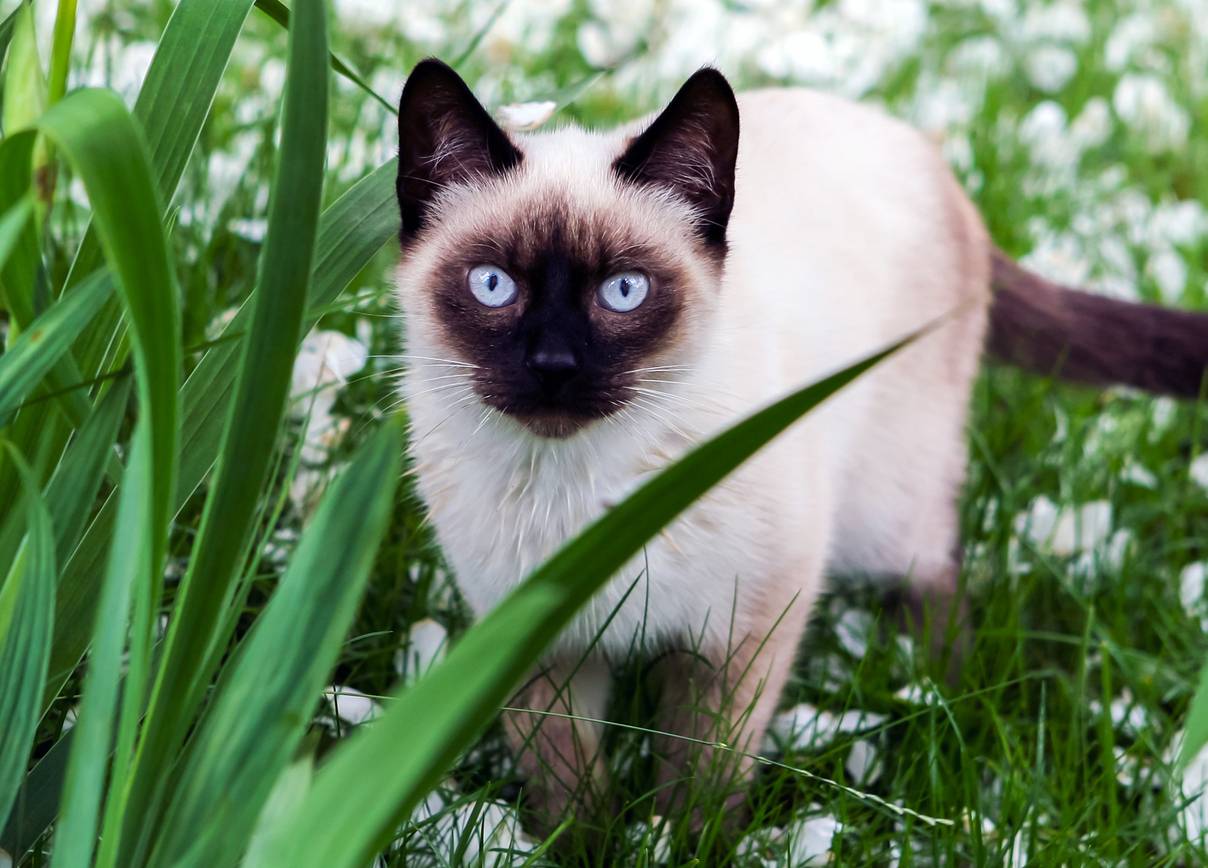 Siamese cat outside in long grass
