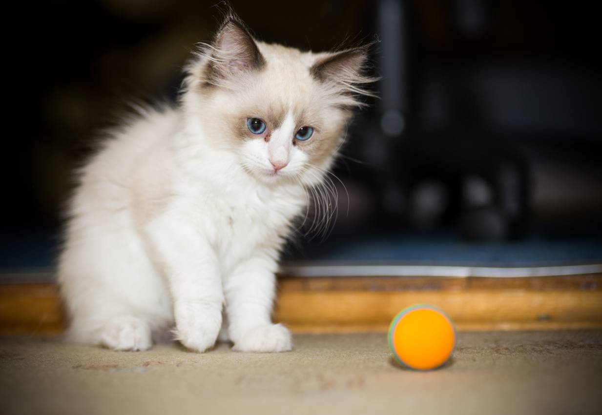 Ragdoll Kitten sitting next to tennis sized ball 