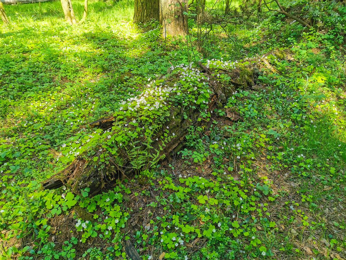 Ground ivy