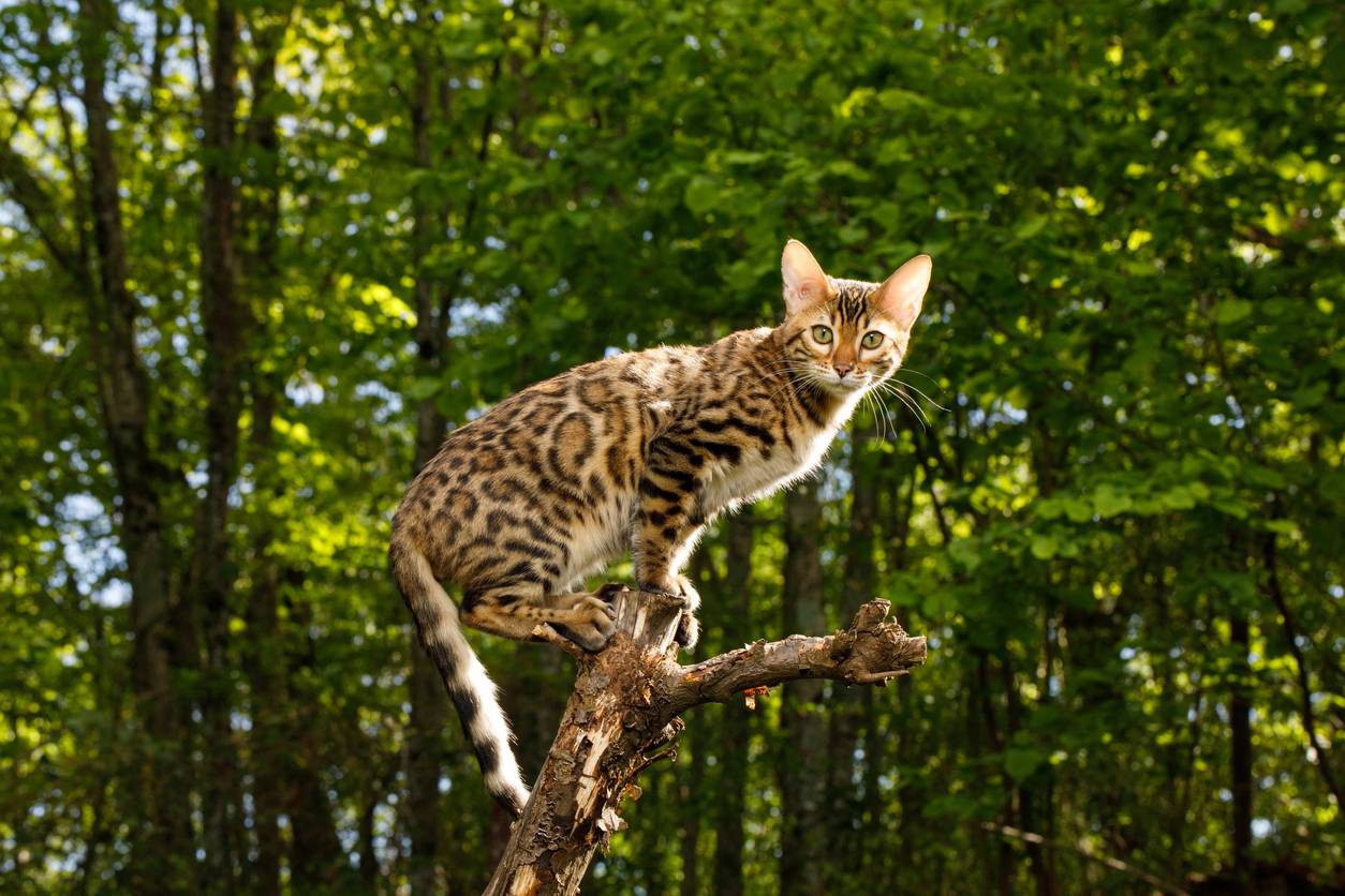 Bengal cat perched on a branch stump 