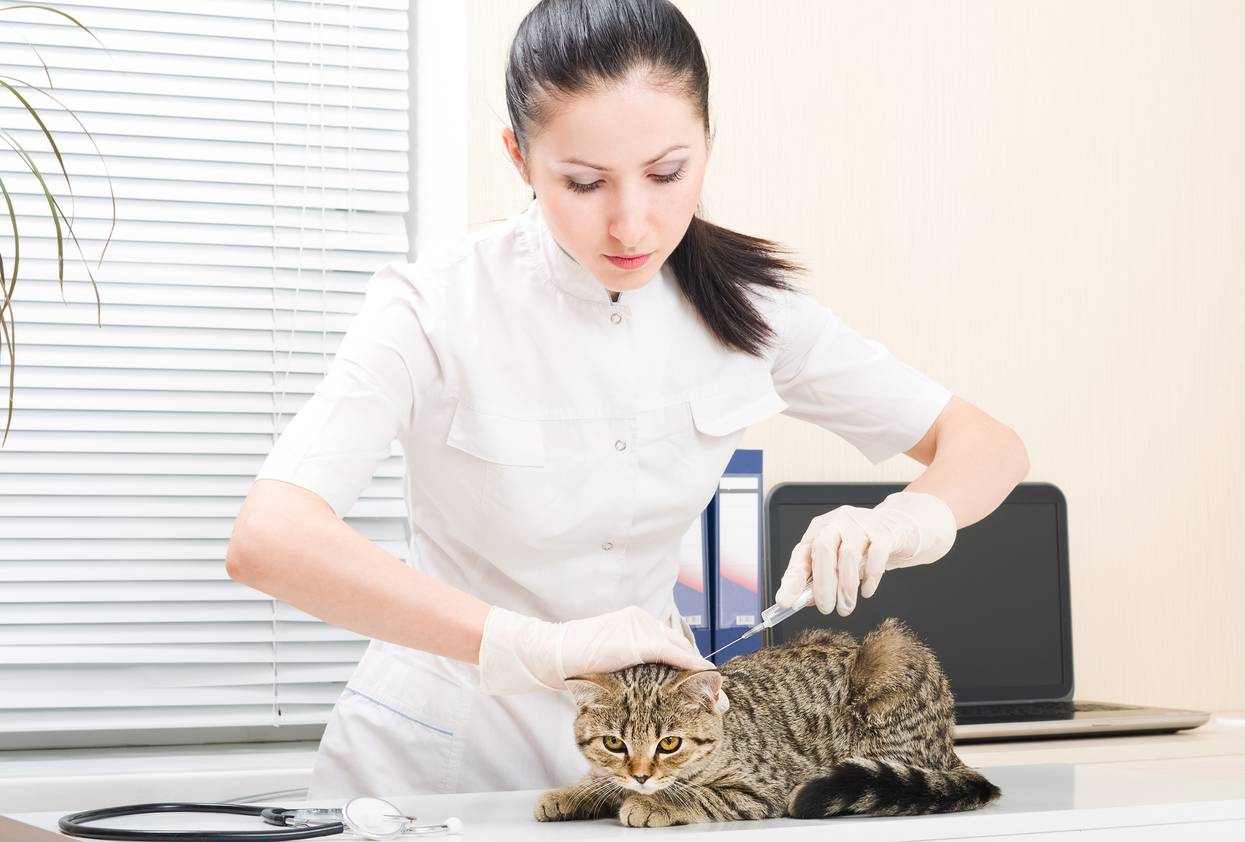 Cat receiving injection from a vet