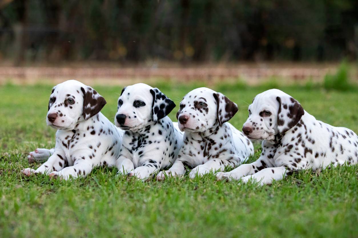 Four dalmation puppies