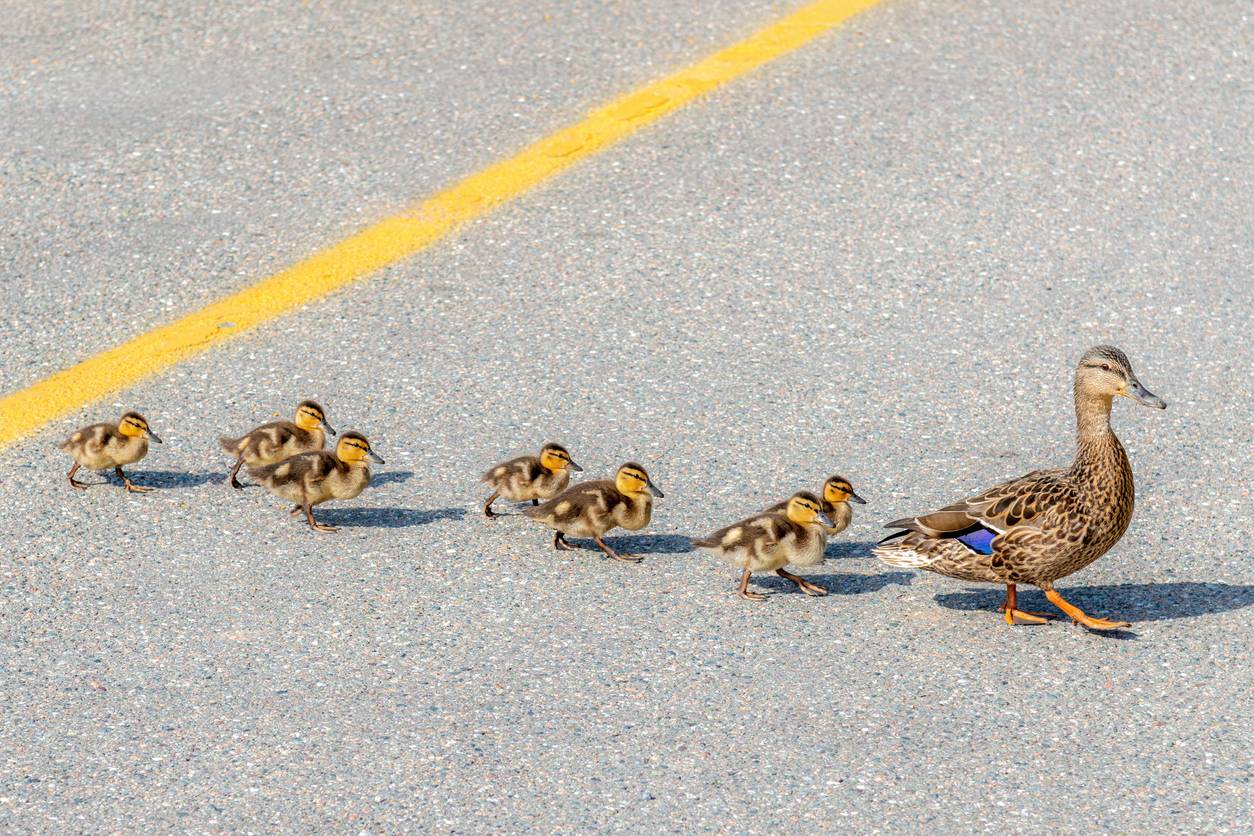 Baby ducks crossing road with their mother