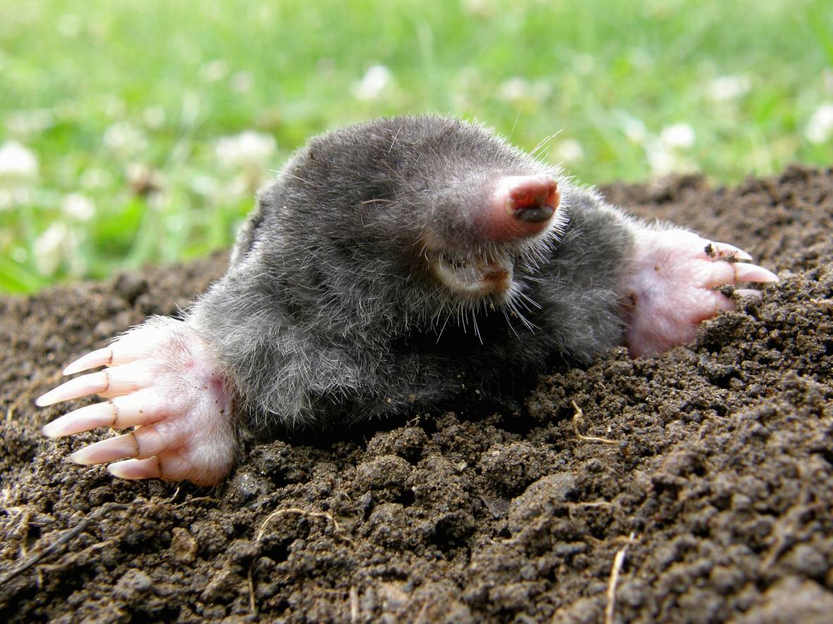 a laughing mole