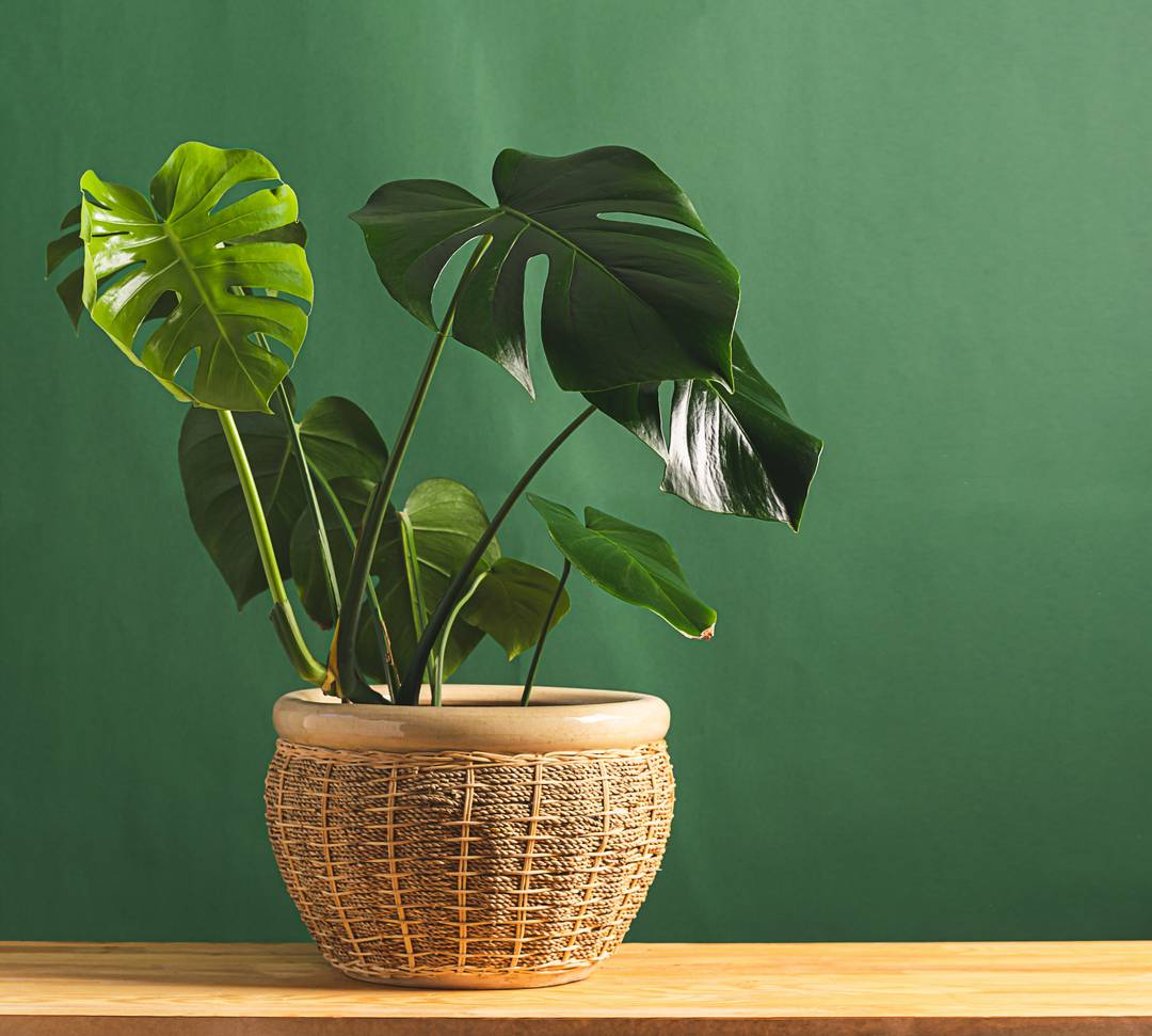 Monstera plant in a vase