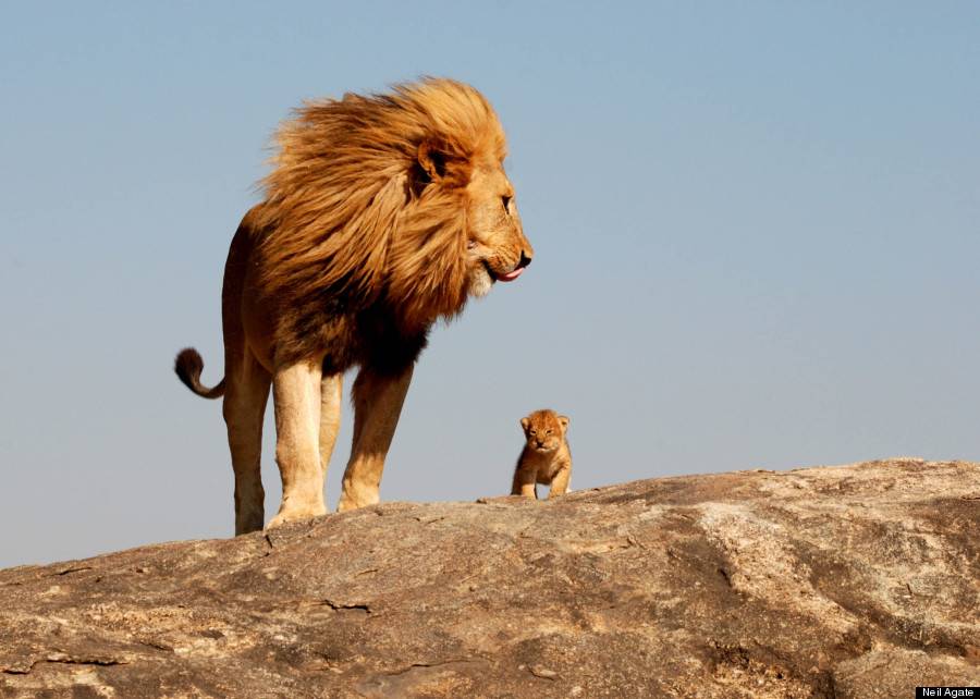 real life lion king