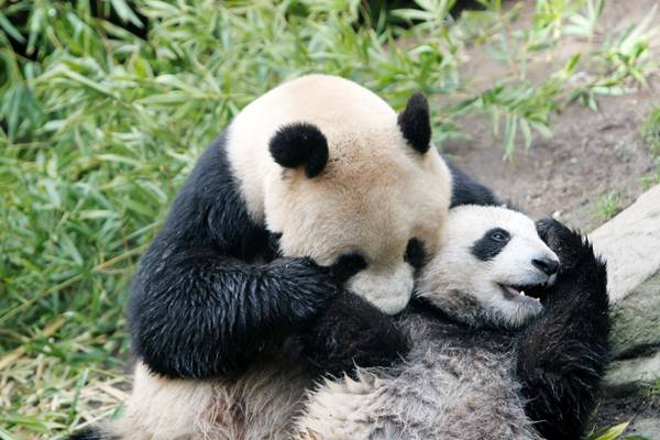 panda bear love