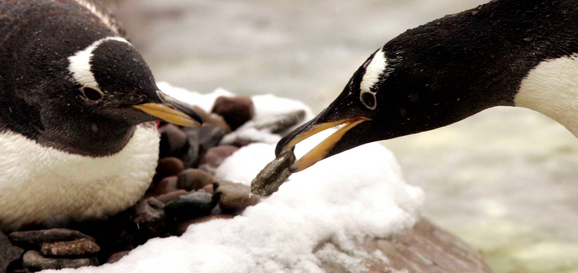 penguins pebbles