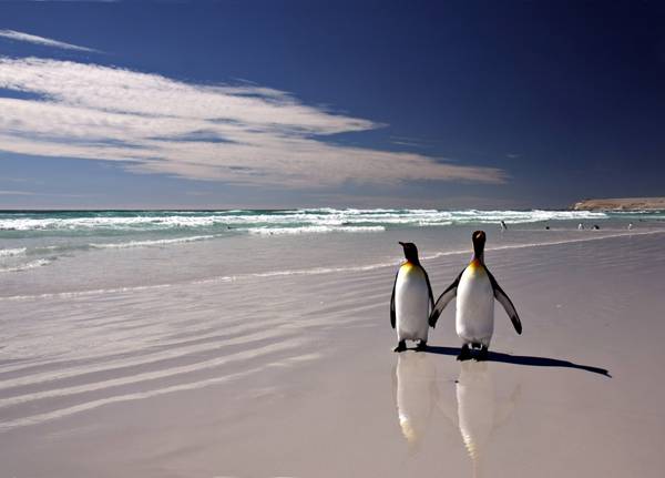 Penguins holding hands