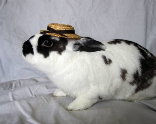 Rabbit in a hat