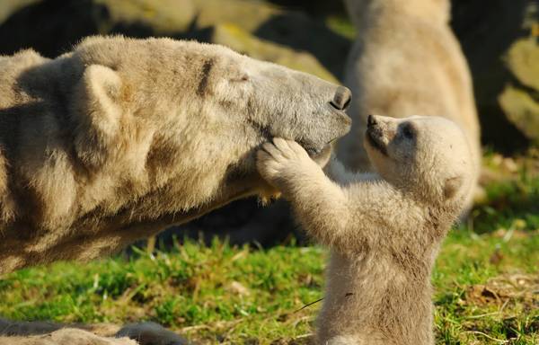 polar bear family love