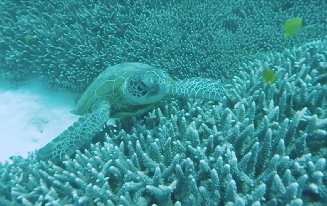 turtle great barrier reef