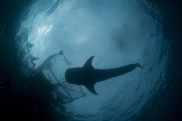 Sharks in nets