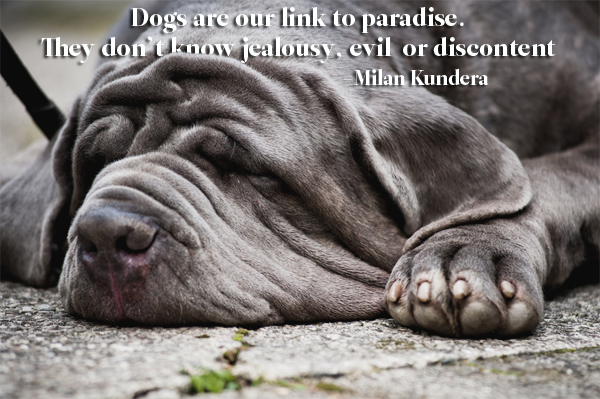 Milan Kundra Dog Quote