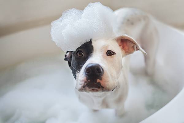 Dog in a bubble bath